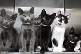 Volunteers Needed at Petco! Help Cats! (Lodi)