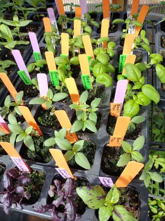 5/2: 20th Anniversary St. Paul's Annual Plant Sale (Nampa)