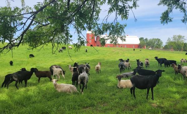 5/16: Small Ruminant Animal Husbandry Training at Shepherd's Cross (Claremore)