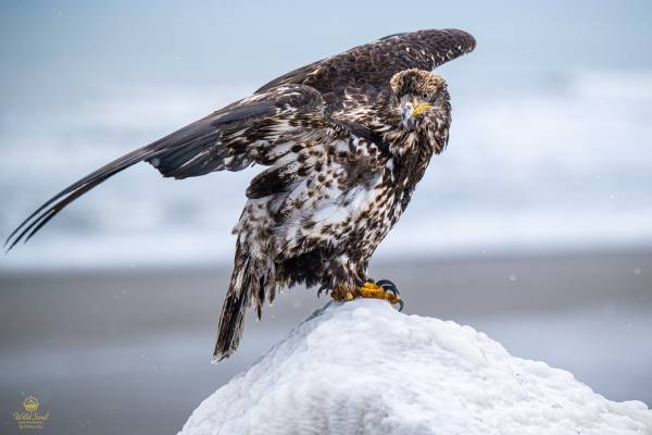 Lifestyle photographer (Anchorage)