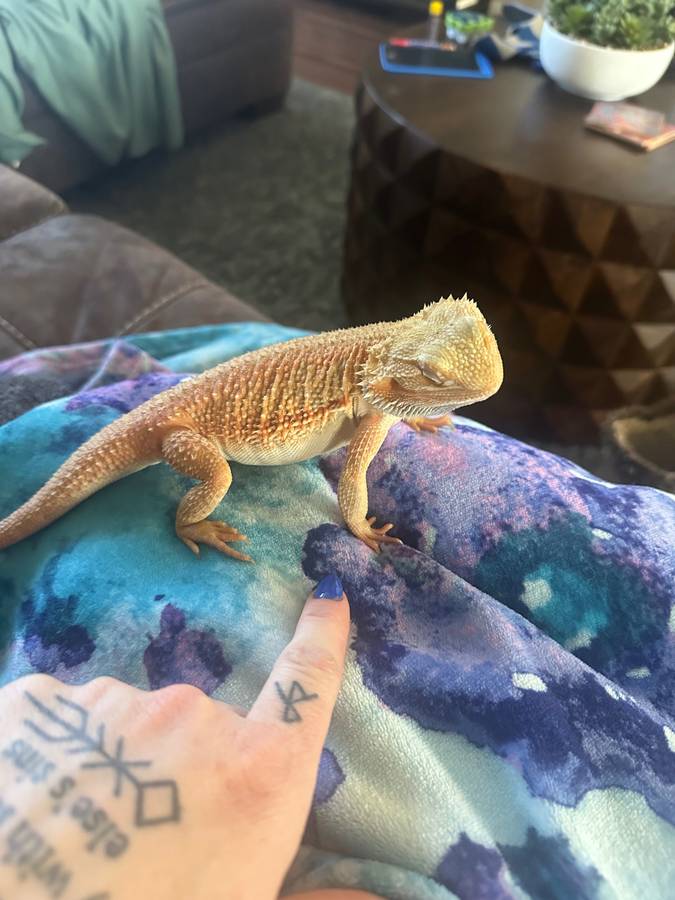 Very Friendly Bearded Dragon