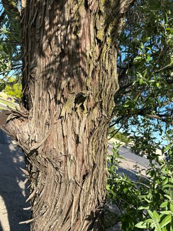 UNDERAPPRECIATED TREES - trees, plants, liminal spaces, community hang (chesterfield)