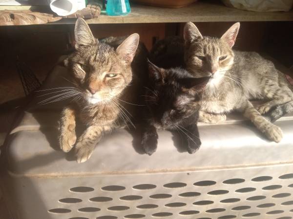 Animal Rescue needs Volunteers ! (Converse)