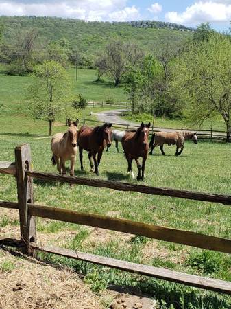 HORSE VOLUNTEERS WANTED :)