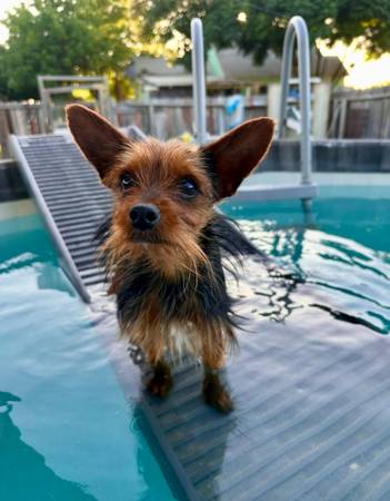 Dog Rescue Needs Volunteers (Modesto)
