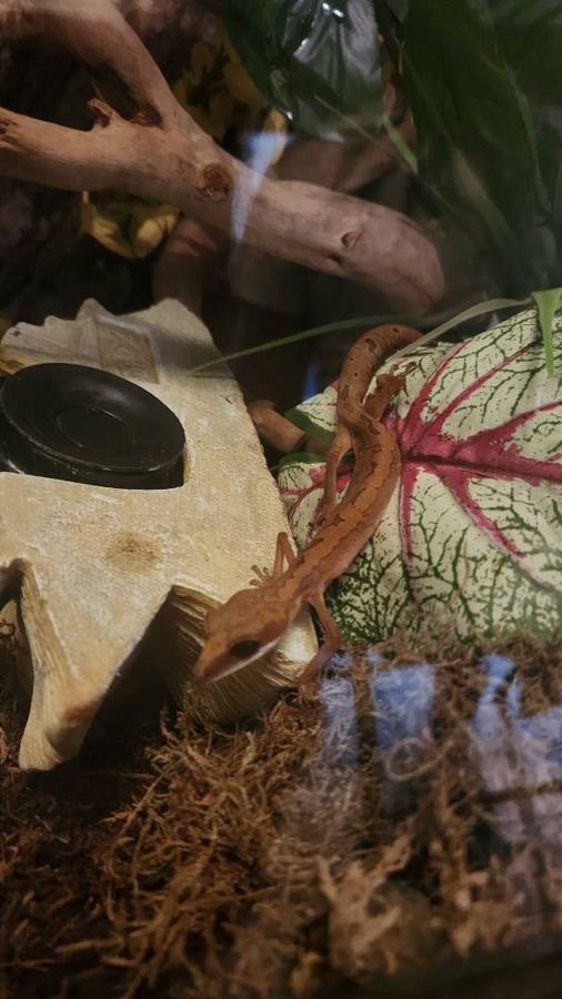 Male cat gecko 11g Malaysian cat gecko uncommon rare in hobby